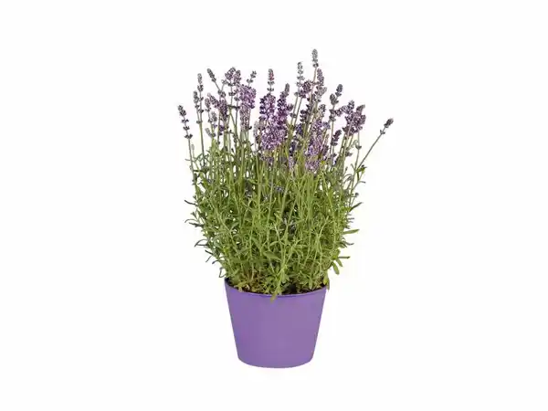 Lavanda LIDL