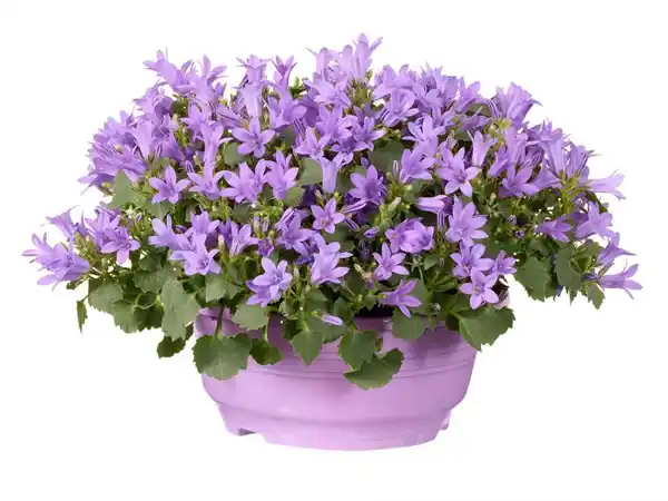 LIDL - Campanula
