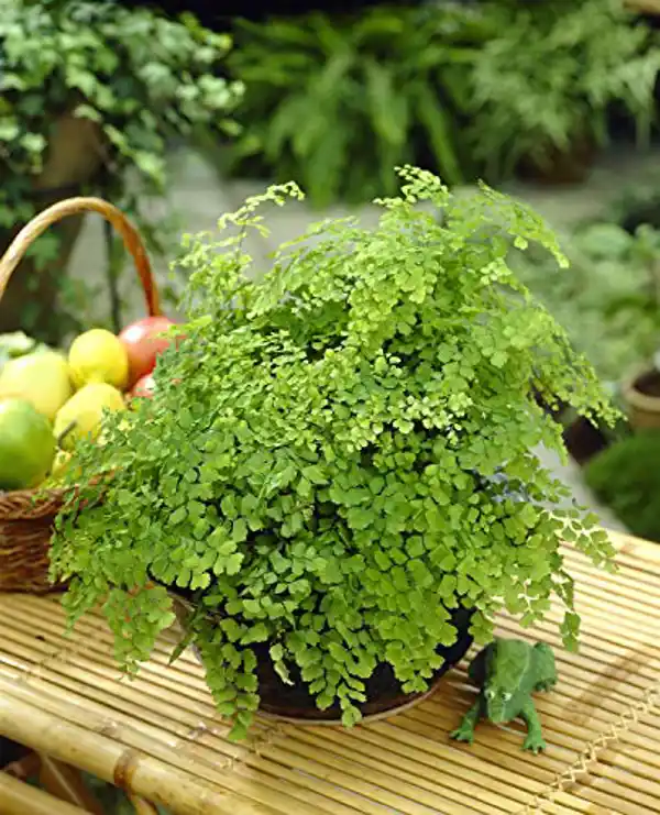 AMAZON | Helecho Maidenhair