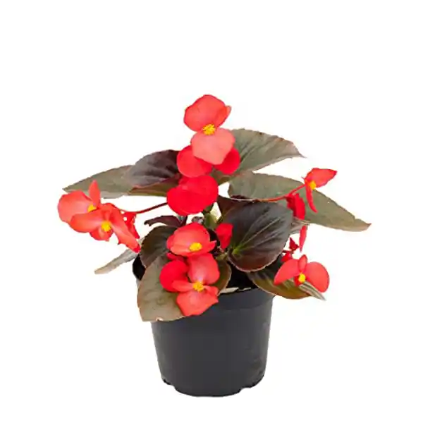 AMAZON | Begonia Hybrida
