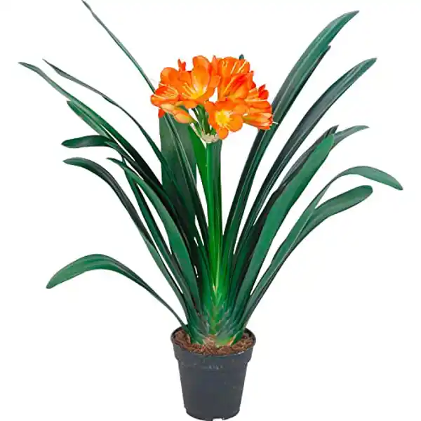 AMAZON | Clivia