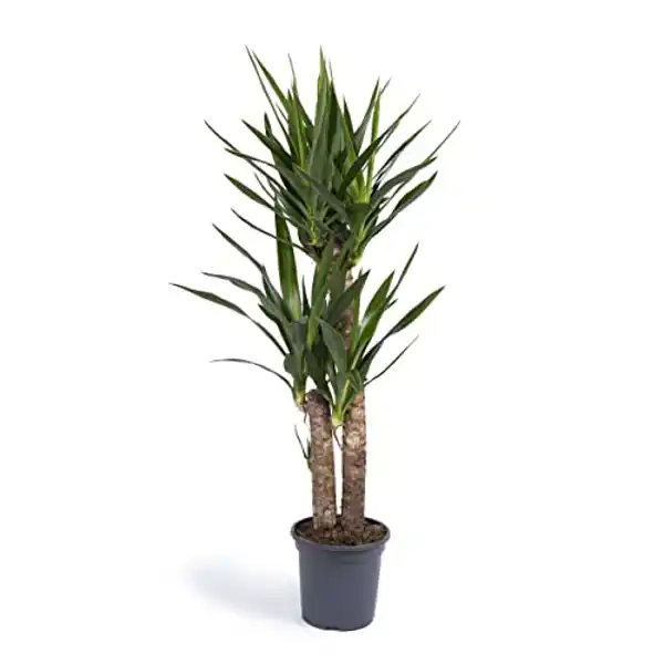 AMAZON | Yuca Mediana