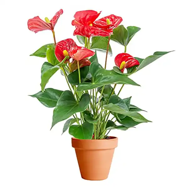 AMAZON | Anthurium Rojo