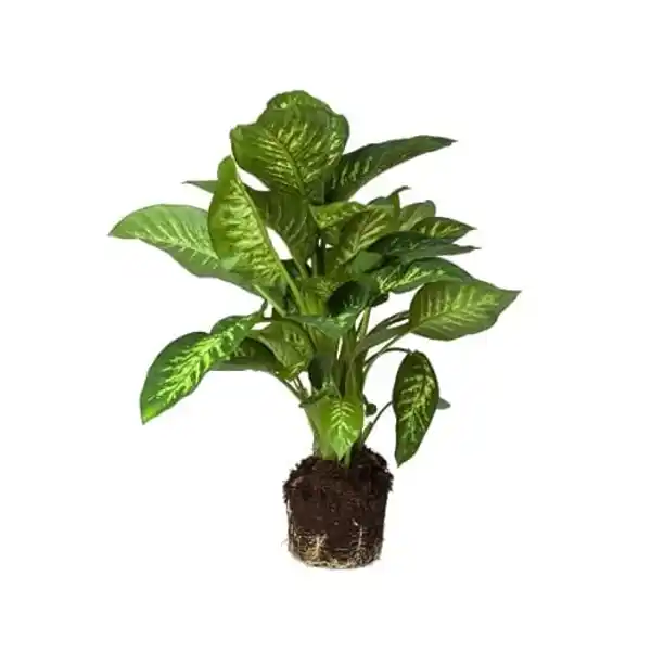 AMAZON | Dieffenbachia XL