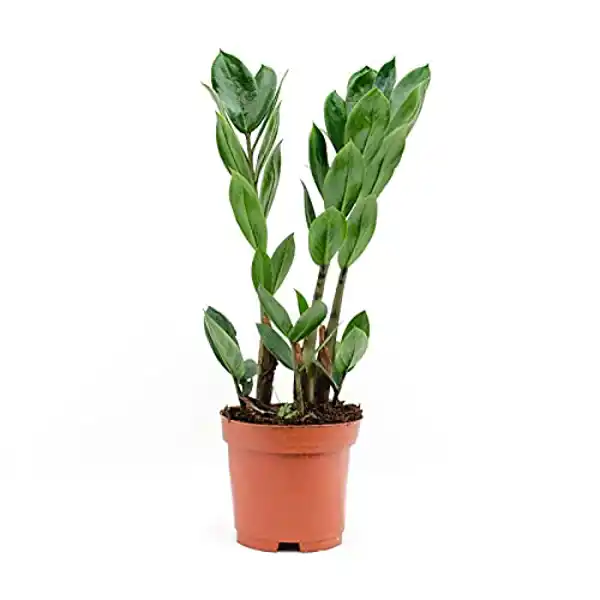 AMAZON | Zamioculcas Zamiifolia