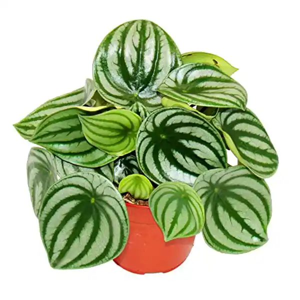 AMAZON | Peperomia