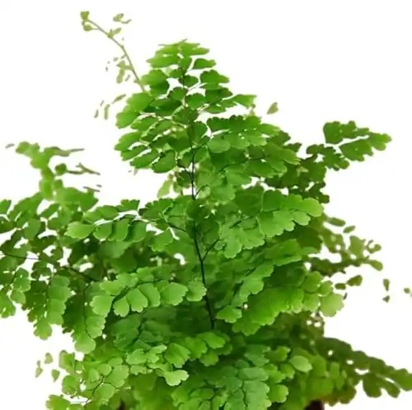 AMAZON | Helecho Adiantum