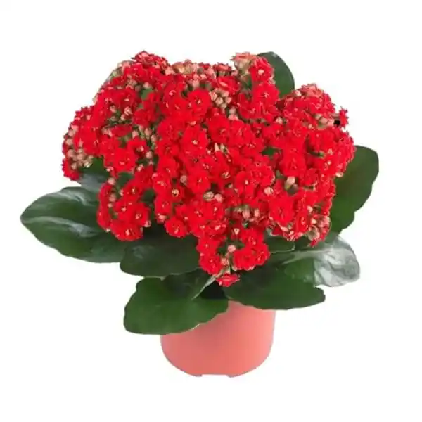 AMAZON | Kalanchoe Calandiva