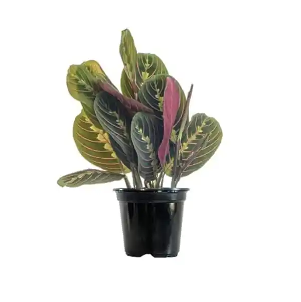 AMAZON | Maranta Leuconeura Tricolor