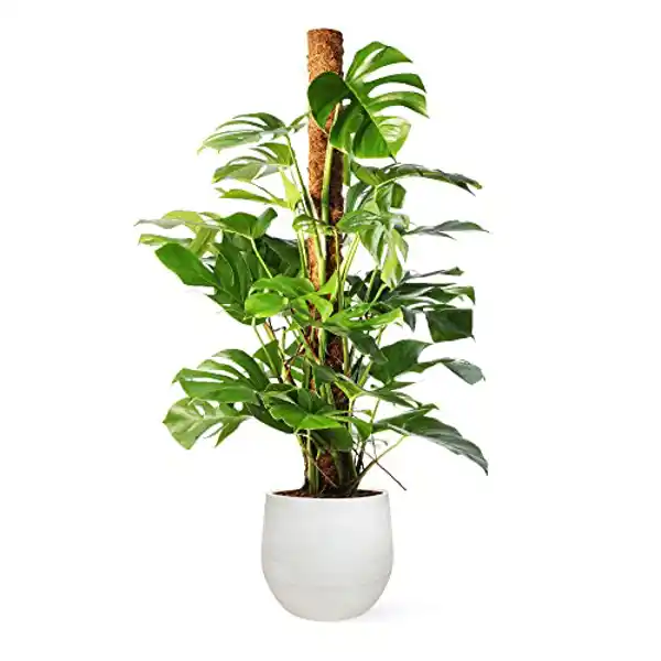 AMAZON | Monstera Deliciosa o Costilla de Adán