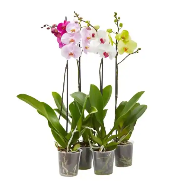 AMAZON | Orquídea phalaenopsis