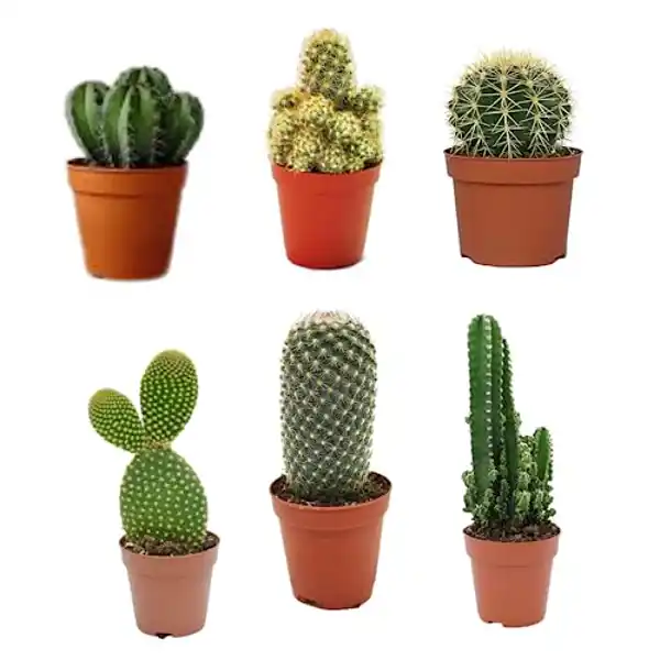 AMAZON | Pack 6 Cactus naturales