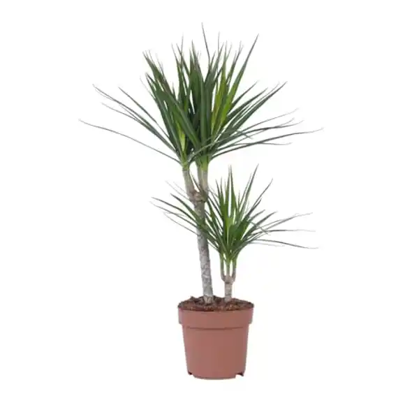 AMAZON | Dracaena Marginata