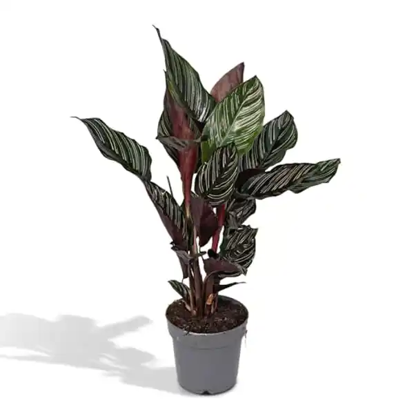 AMAZON | Calathea Ornata