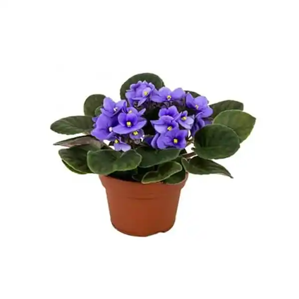 AMAZON | Violeta africana