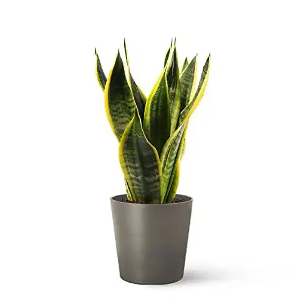 AMAZON | Sansevieria Trifasciata o Laurentii