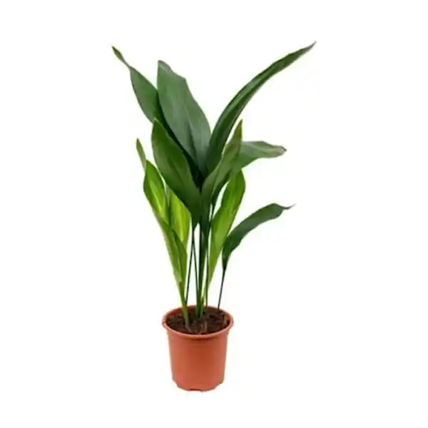 AMAZON | Aspidistra Eliator o Lurida